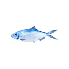 Watercolor Drawing Fish,sardinella