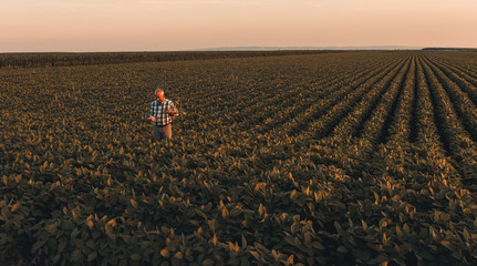 Wall Mural - Senior farmer standing in soybean field examining crop at sunset.