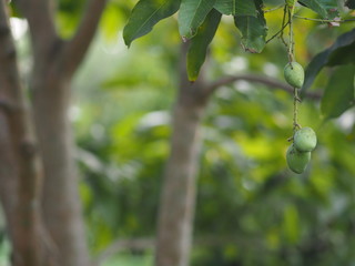 Wall Mural - Green fruit Scientific name Mangifera indica L. Var., Light mango on tree in garden blurred of nature background