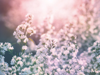 Wall Mural - white italian asters or michaelmas daisy (aster amellus) flowers blooming at farm.