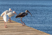 Flock Of Wading Birds On A Dock