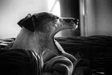 Side View Of Jack Russell Terrier Yawning On Chair