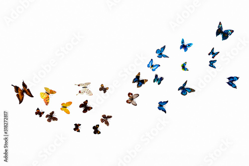 Cuadros en Lienzo beautiful multi-colored butterflies on a white background, a flock of beautiful butterflies on a white wall