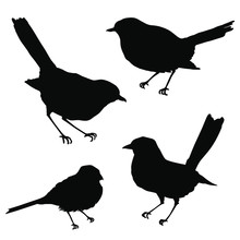 Birds Silhouettes. Vector Illustration Isolated On White