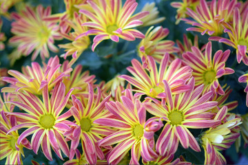 Wall Mural - mums flower