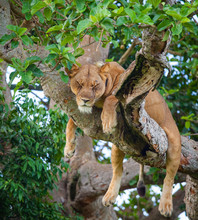 Tree Climbing Lion. Free Wild Lion Is Resting And Sleeping While Lying On A Big Tree In The Ishasha Sector Of The Queen Elizabeth National Park, Uganda