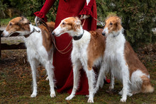 A Woman In Vintage Clothes With With Russian Borzoi Dogs