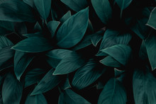 Closeup Nature View Of Green Leaf In Garden, Dark Wallpaper Concept, Nature Background, Tropical Leaf