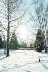 Wall Mural - fabulously beautiful winter forest in the rays of the setting sun