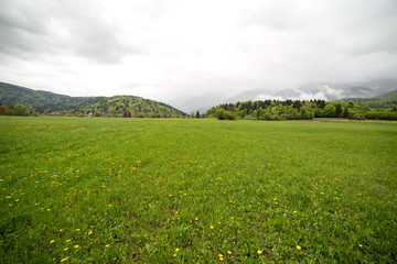 Alpine lawn near Bohinj lake, Slovenia