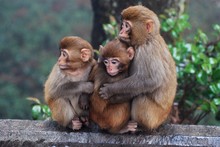 Monkeys Hugging On Railing