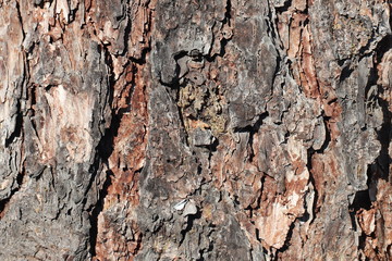 Texture for background of pine bark in brown tones. Wood tree for decoration and design