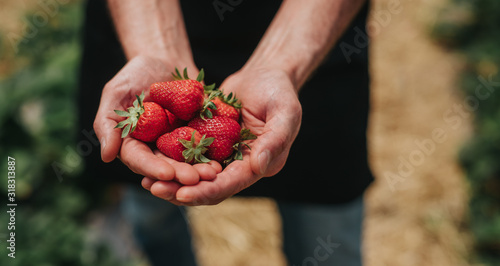 Fotomural Crop farmer showing ripe strawberries after first harvest