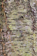 Braune Rinde (Borke) eines Pflaumenbaumes mit fein-strukturierter Oberfläche