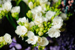 Beautiful spring bouquet of white freesia in the transparent wrapping paper