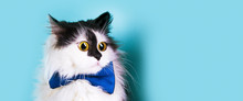 Surprised Funny Cat With Big Eyes And  A Bowtie Over Blue  Background, Panoramic Mock-up With Space For Text