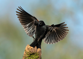 Red-winged Blackbird