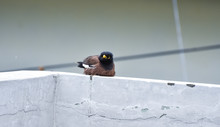 CLOSE-UP OF Myna BIRD PERCHING ON WALL