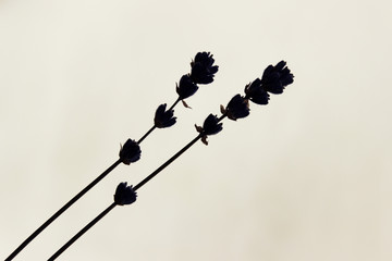 Abstract nature background. Silhouettes of lavender flowers over white background. Shadows of plant on white background.