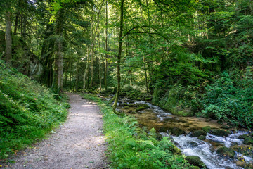 Fototapeta water stream with mossy rocks in a german forest.