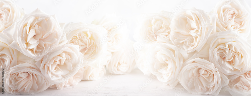 Background of beautiful white  roses flowers . - obrazy, fototapety, plakaty 