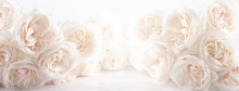 Background Of Beautiful White  Roses Flowers .