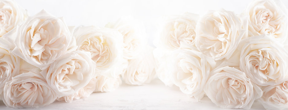 background of beautiful white roses flowers .