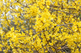 Fototapeta  - Yellow flowers of blooming Forsythia in spring