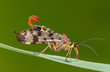 Gemeine Skorpionsfliege Männchen sitz auf Grashalm und putzt sich, Männchen einer Skorpionsfliege mit Skorpionsartigem Begattungsorgan putzend, Skorpionsfliegen Portrait, Insekt des Jahres 2018
