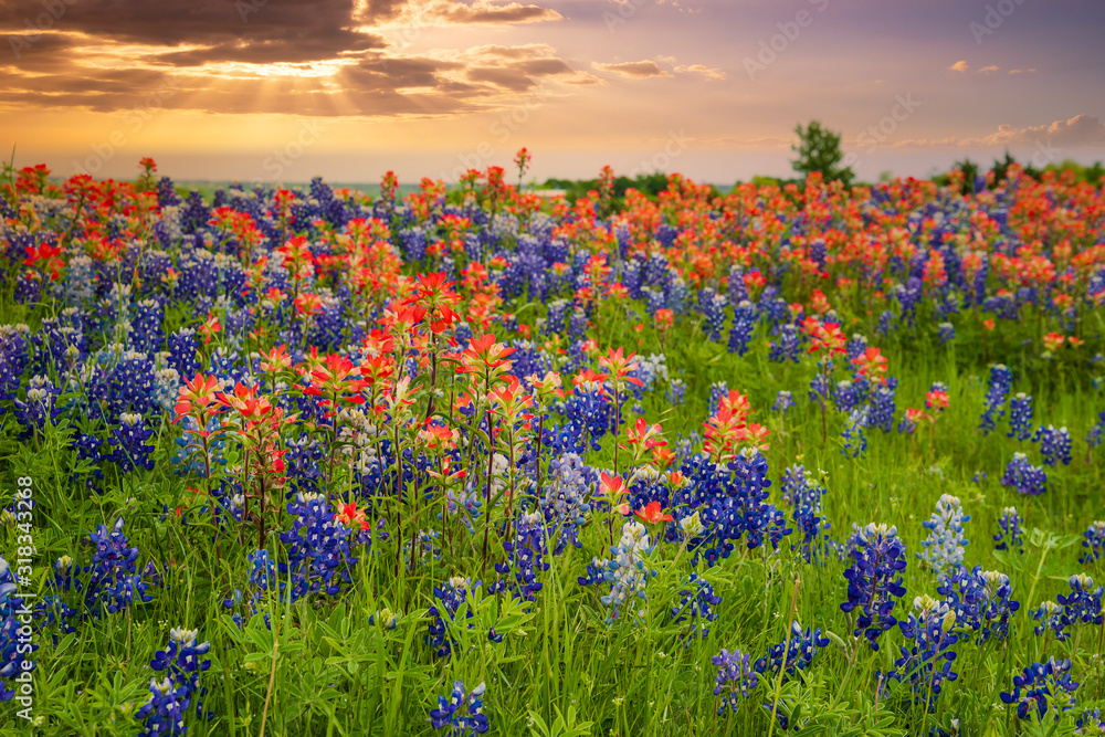 Texas bluebonnets and Indian Paintbrush wildflower field blooming in the spring at sunset - obrazy, fototapety, plakaty 