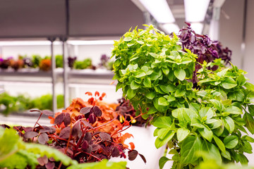 Wall Mural - The salad greens are grown in a hydroponic setting. Greens from the greenhouse. The harvest was obtained in artificially created conditions. Maintaining light and humidity for plant growth.