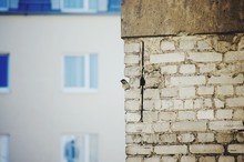 Sparrow Perching On Brick Wall