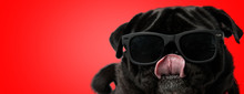 Pug Dog Wearing Sunglasses While Licking Nose