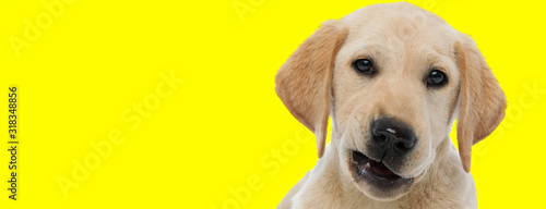 Photographie labrador retriever dog with brown fur making faces at camera
