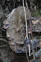 Forest tree trunk tinder mushroom