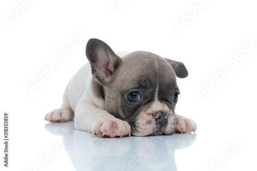 Cuadros en Lienzo Dutiful French bulldog puppy resting and looking away
