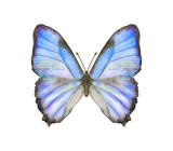 Fototapeta Motyle - Hand drawn watercolor butterfly Morpho Thamyris isolated on white