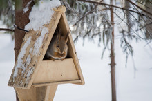 Close-Up Of Squirrel In Birdhouse During Winter