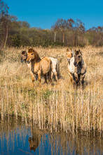 Wild Konik Ponies On The Banks Of Burwell Lode