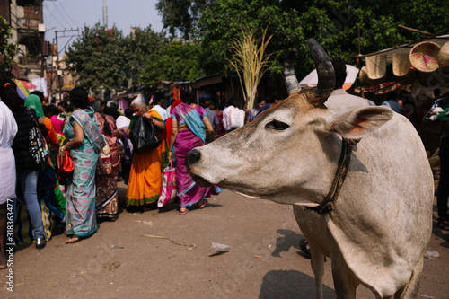 Cow Standing Against Crowd Tableau sur Toile
