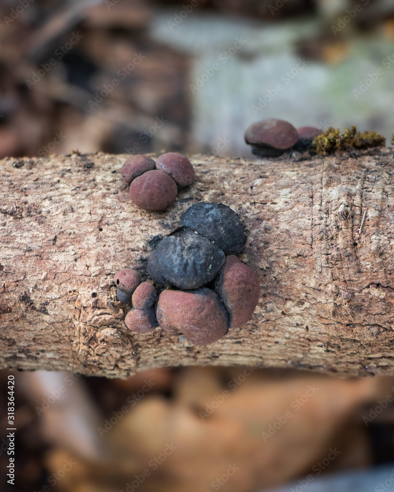 Carbon balls fungus (Daldinia concentrica) growing on a tree branch ...