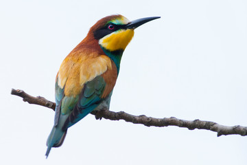 Wall Mural - Bird - Bee-eaters (Merops apiaster)