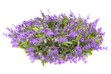 Fototapeta Lawenda - Blooming lavender flowers isolated on a white background.