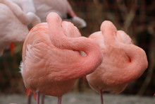 Close-Up Of Flamingoes