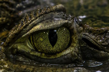 CLOSE-UP OF Crocodile Eye