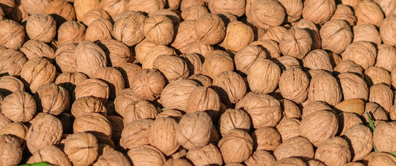 Walnuts on a counter of farmer's market. Healthy food wallpaper. Background of fresh Walnuts with shell son in the Sun. Healthy food. Organic vegan food.