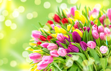 Tulip Flowers Fresh Spring Bouquet Blurred Bokeh Background