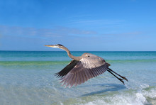 Great Blue Heron (Ardea Herodias) Walking In Shallow Surf And A Take Off Sequence On St. Pete Beach, Florida.
