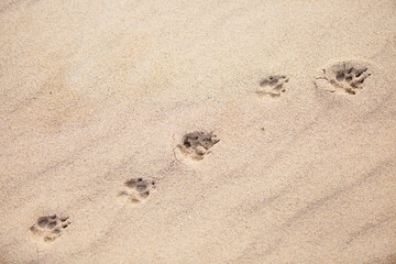 Canvas Print - Jackals footprints on sand