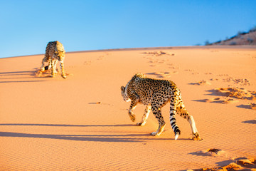 Canvas Print - Cheetah in dunes